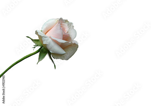 rose mit stengel