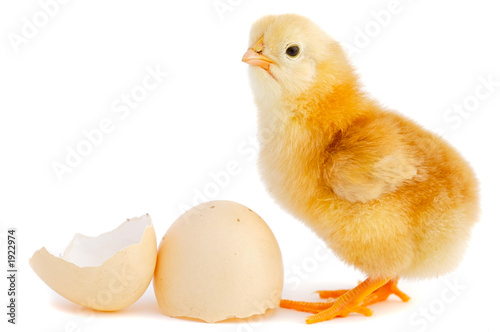 adorable baby chick