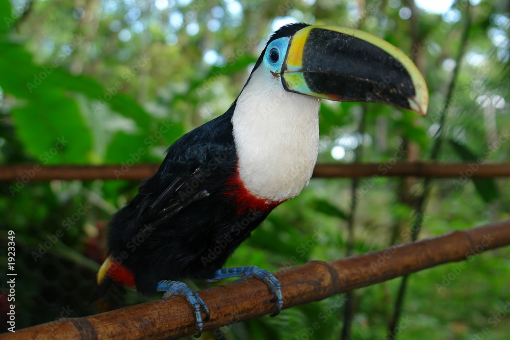 Obraz premium the ecuadorian amazonian rain forest toucan