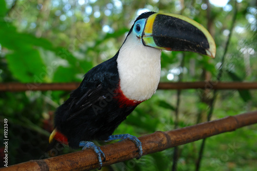 the ecuadorian amazonian rain forest toucan
