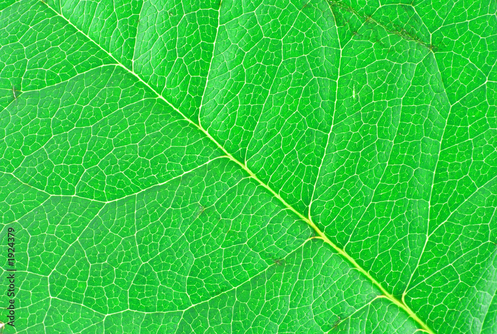 leaf texture leaf texture
