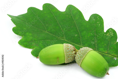 two acorns on oak leaf