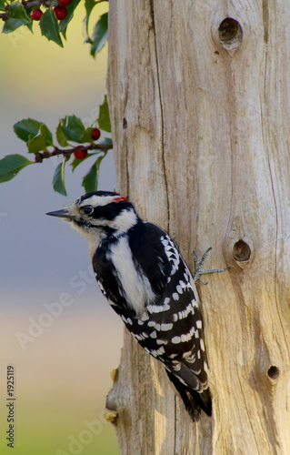 downy woodpecker male