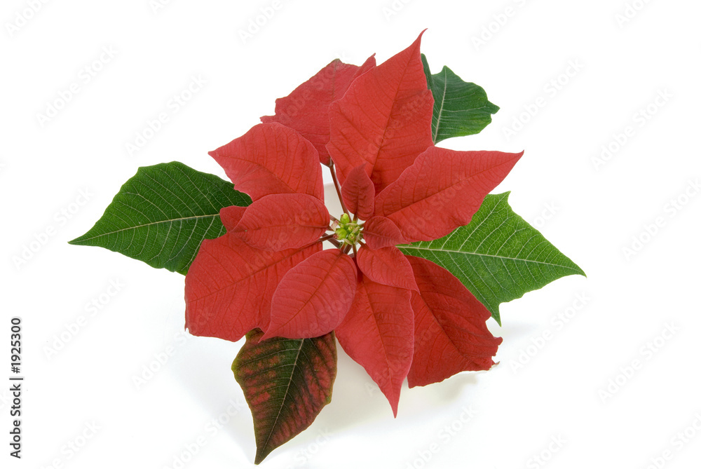 poinsettia close-up poinsettia close-up