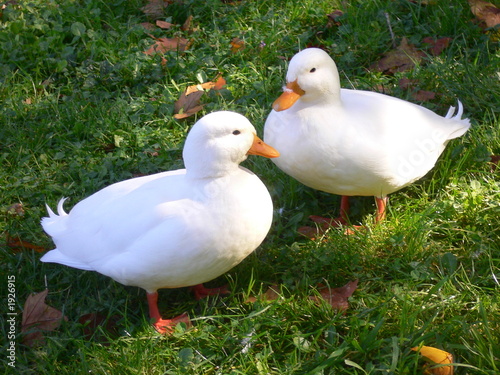 canards