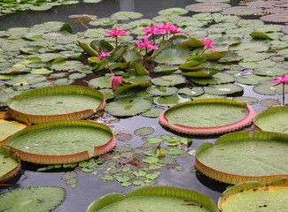Acrylglasbilder Wasserlilien Seerosenfeld am ruhigen Seeufer  © Michalis Palis