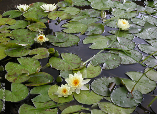 water lilies in a lake photo