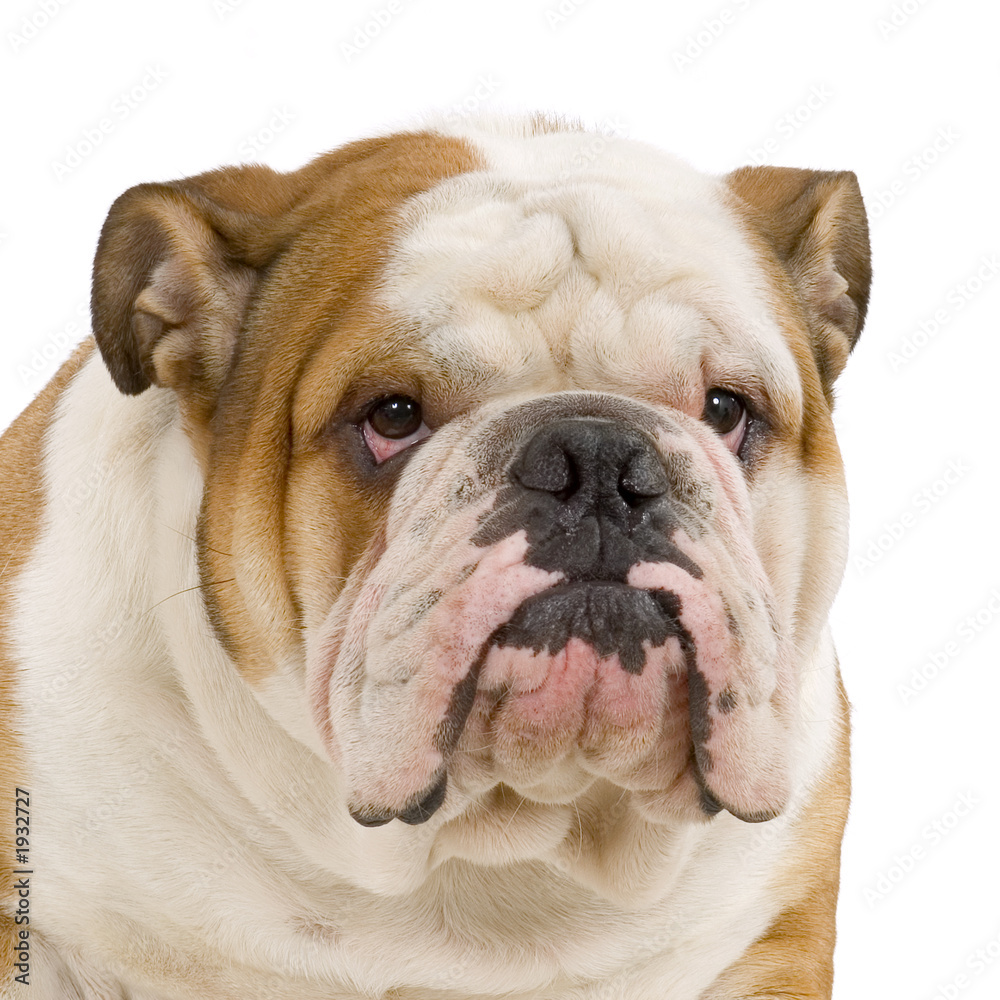 bulldog anglais