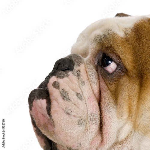 bulldog anglais photo