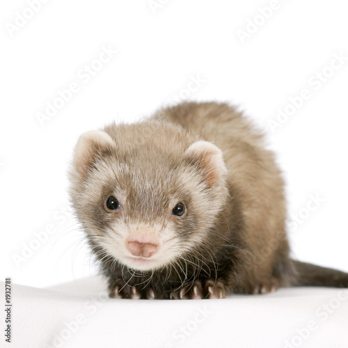 jeune furret