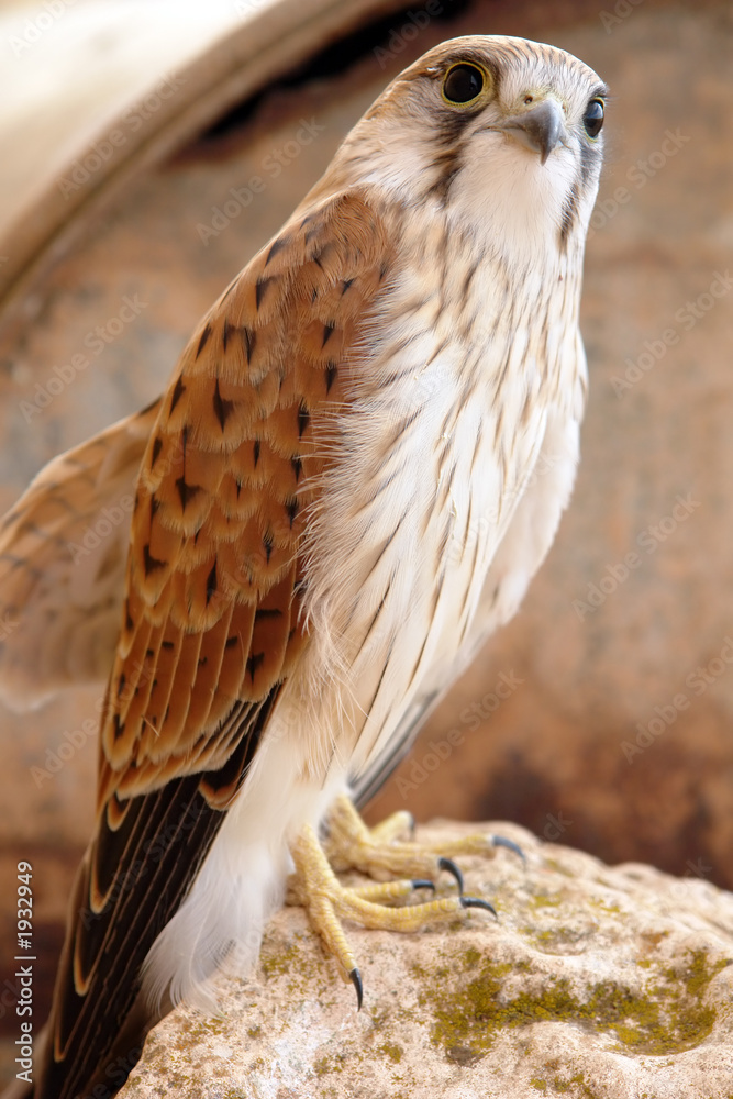Fototapeta premium bird of prey