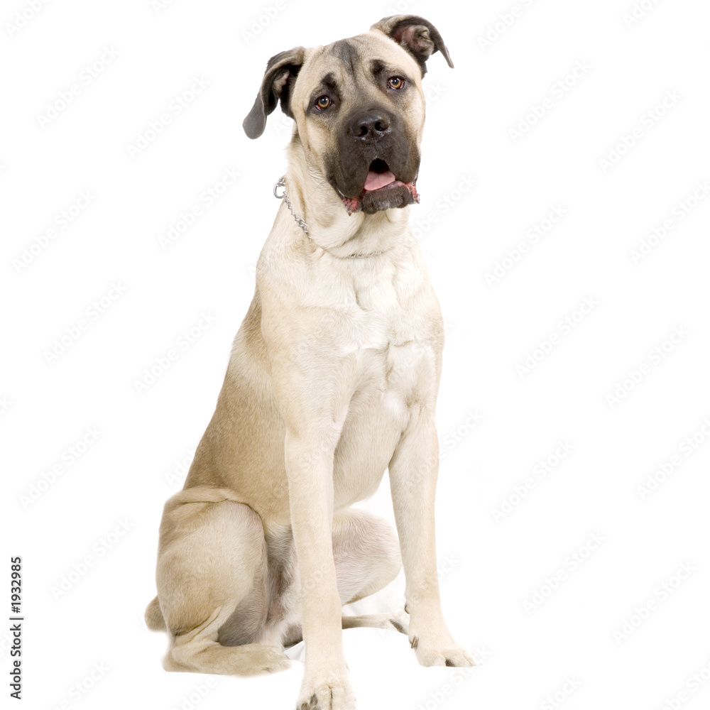 cane corso italiano