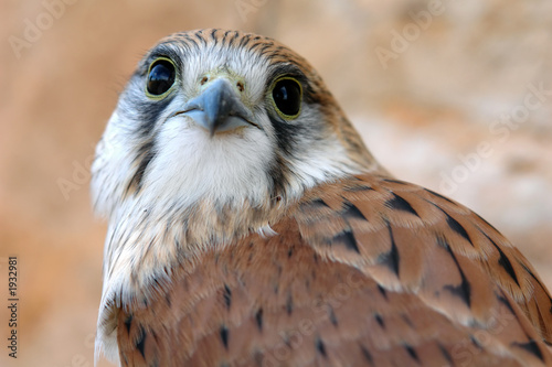 bird of prey