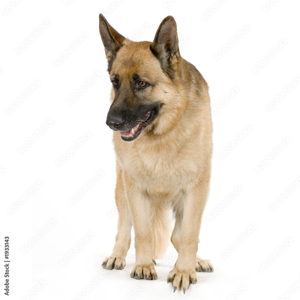 berger allemand berger allemand