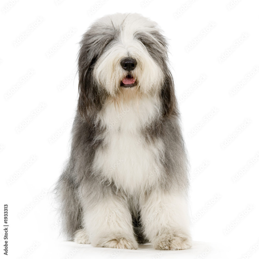 bearded collie