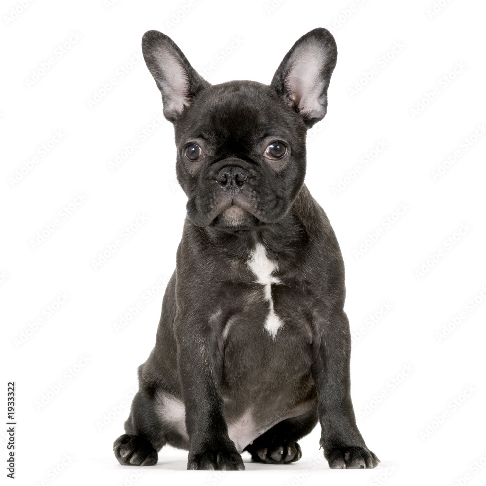 jeune bulldog français jeune bulldog français