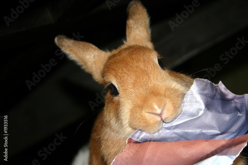lapin