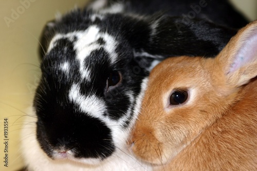 lapins