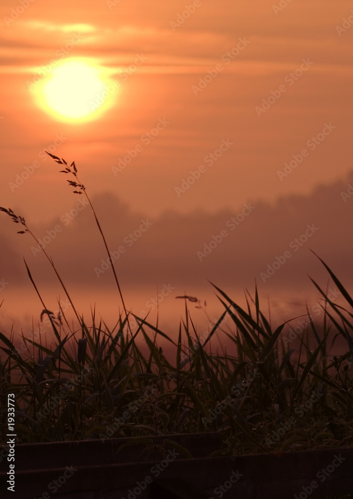 sunrise over the reeds