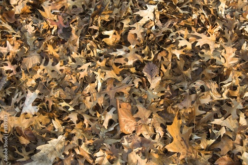 leaf background