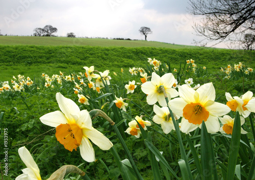 Fotografering daffodils in a field