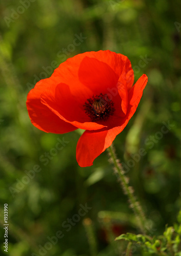 poppy