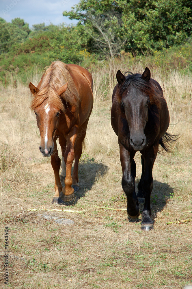 Fototapeta premium couple de chevaux