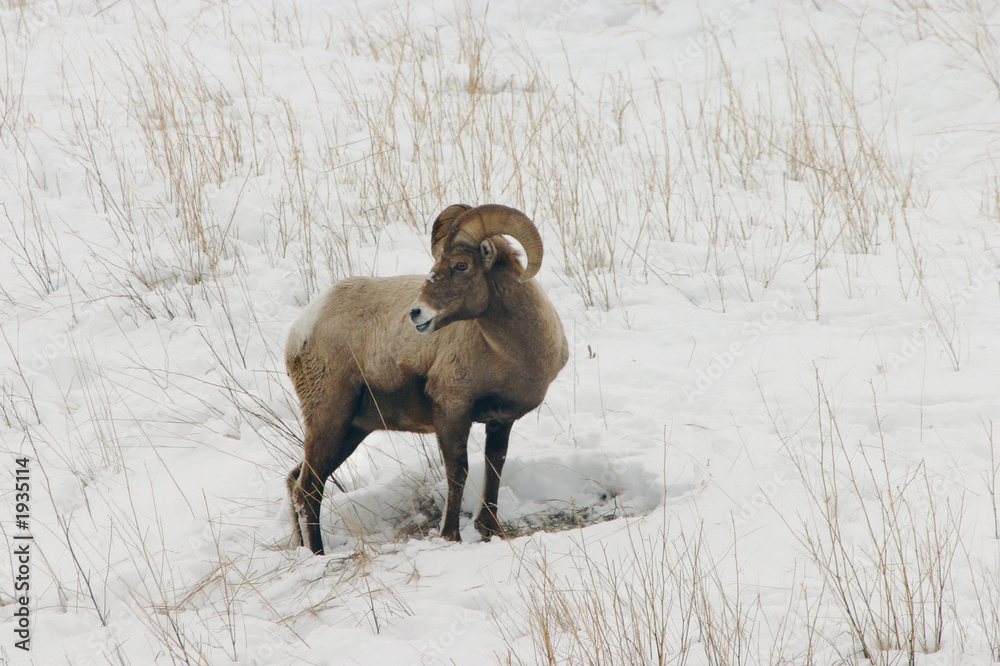 big horn in snow big horn in snow