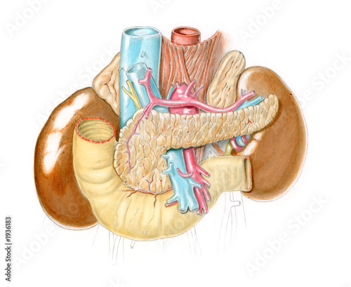 organi interni