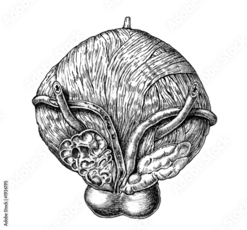 vescica