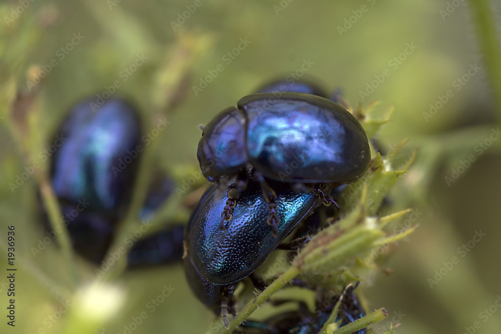 metallic beetles metallic beetles