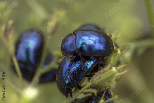 metallic beetles photo