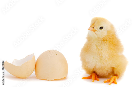 Photo adorable baby chick