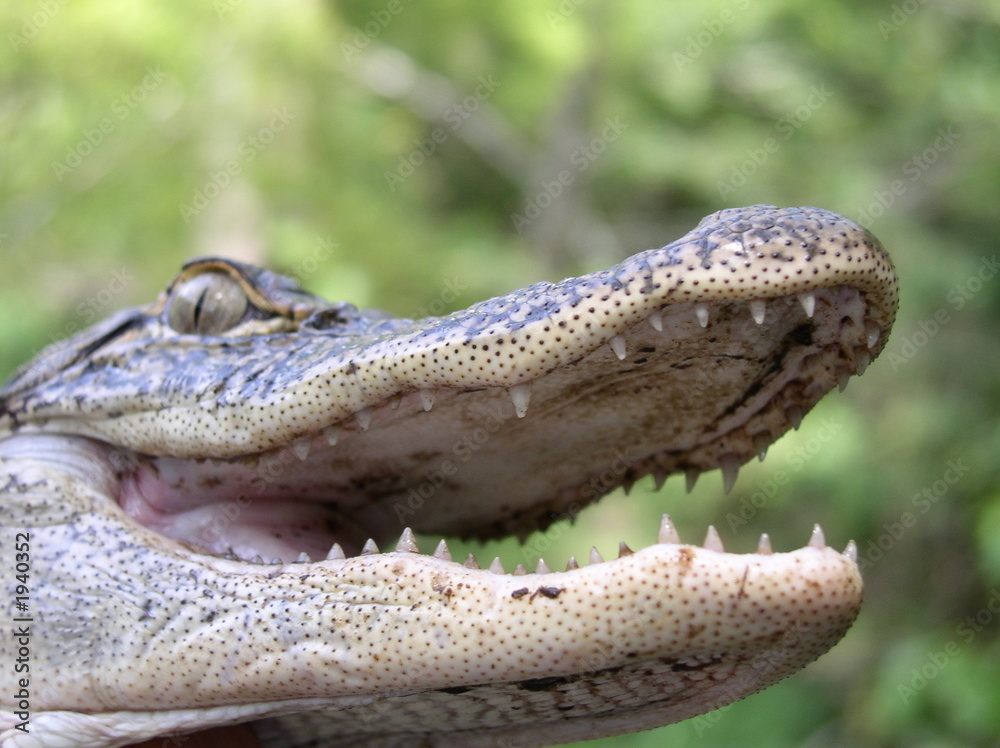 Obraz premium american alligator mouth