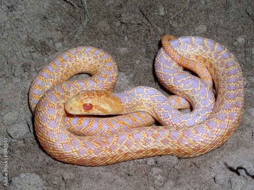 albino san diego gophersnake
