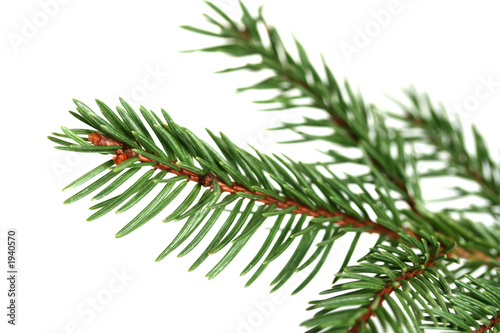 sapin de noel
