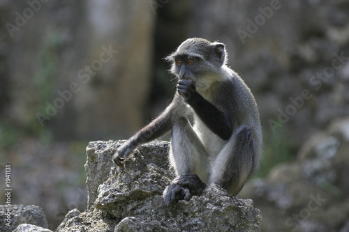 juvenile monkey photo