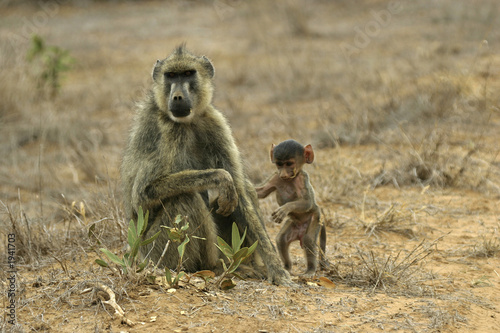 baboon mother and child