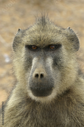 baboon portrait