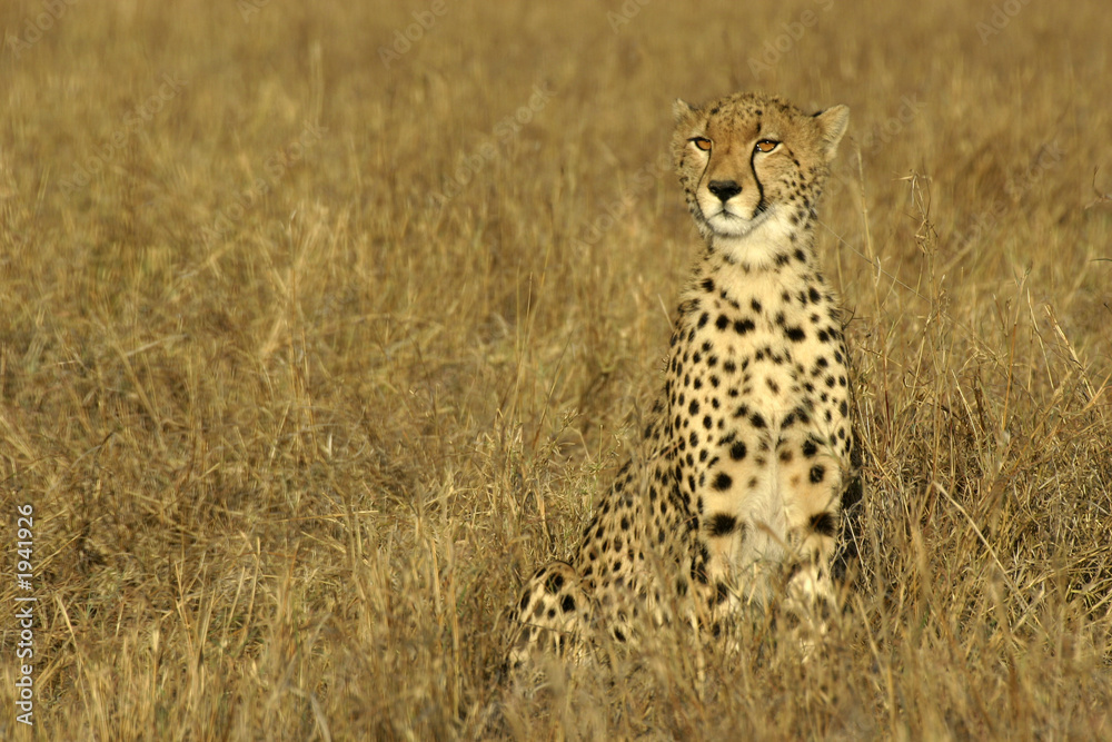 Naklejka premium cheetah