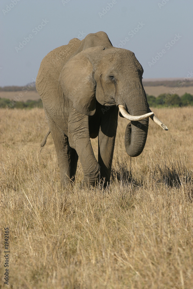 Obraz premium african elephant