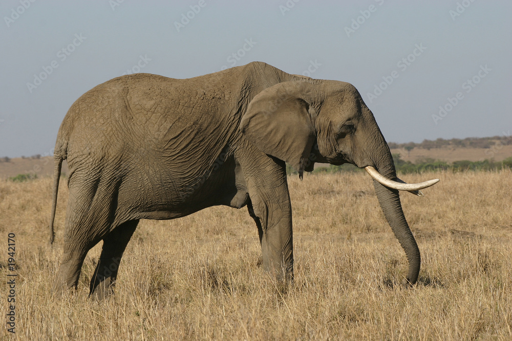 Fototapeta premium african elephant