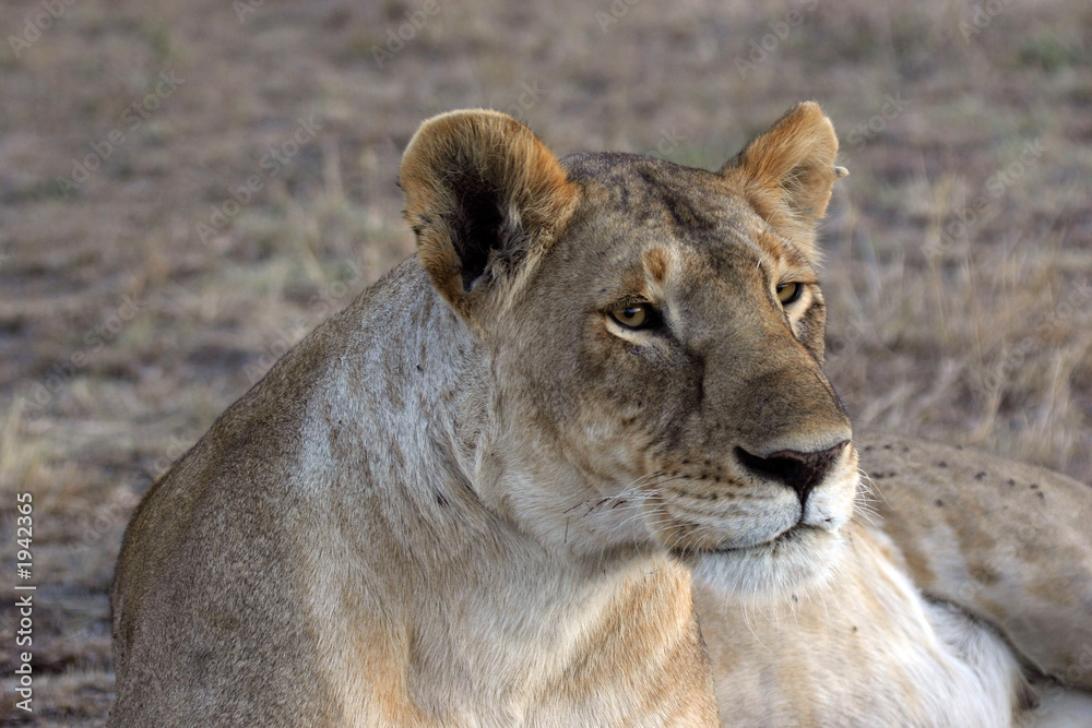 lioness lioness
