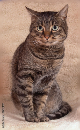 cat portrait