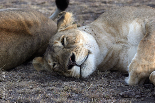 lioness