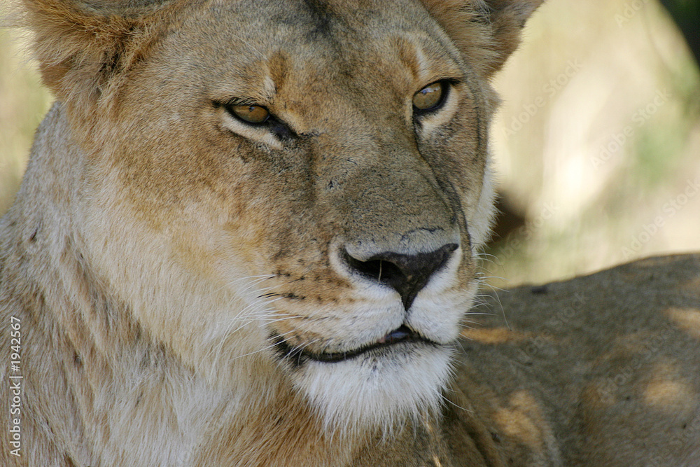 lioness lioness