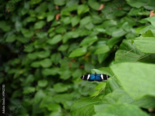 sara longwing (heliconius sara) butterfly