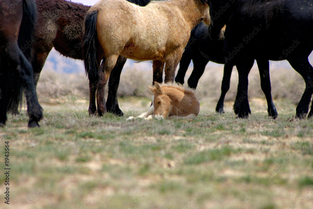 foal resting foal resting