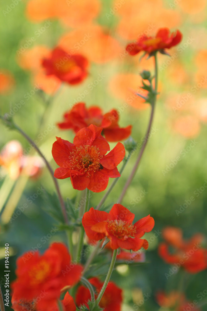 Fototapeta premium kwiaty, jaskrawoczerwone kwiaty