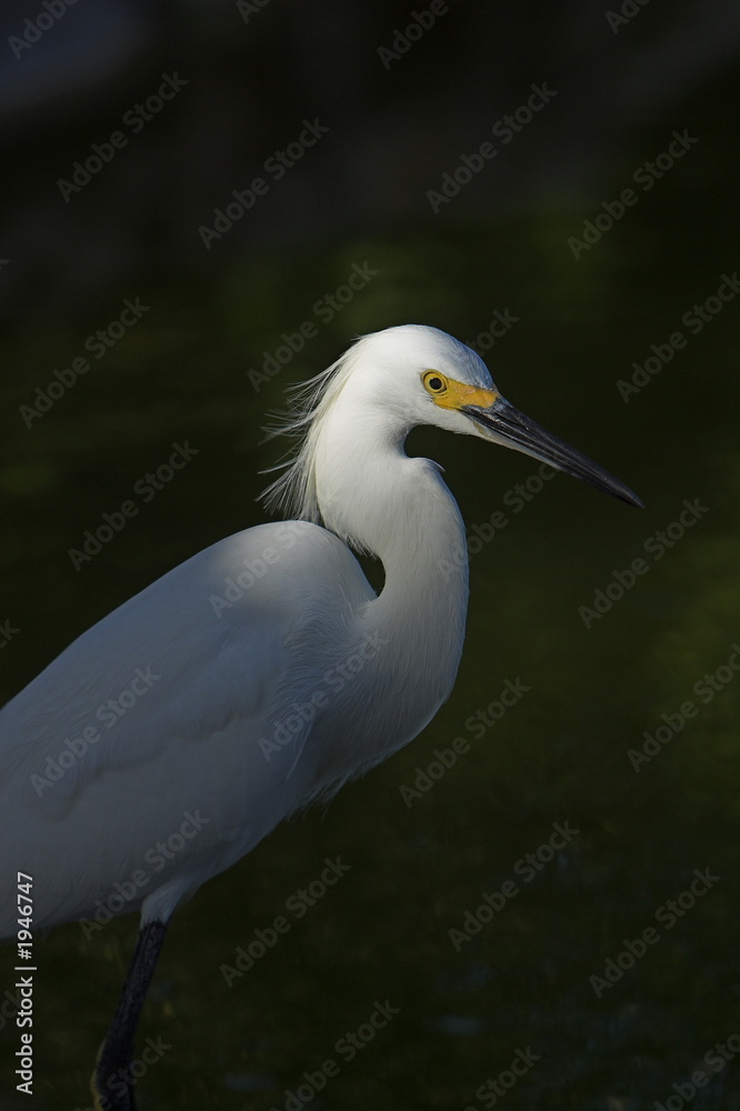snowy egret
